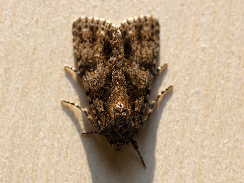 Noctuidae da ID